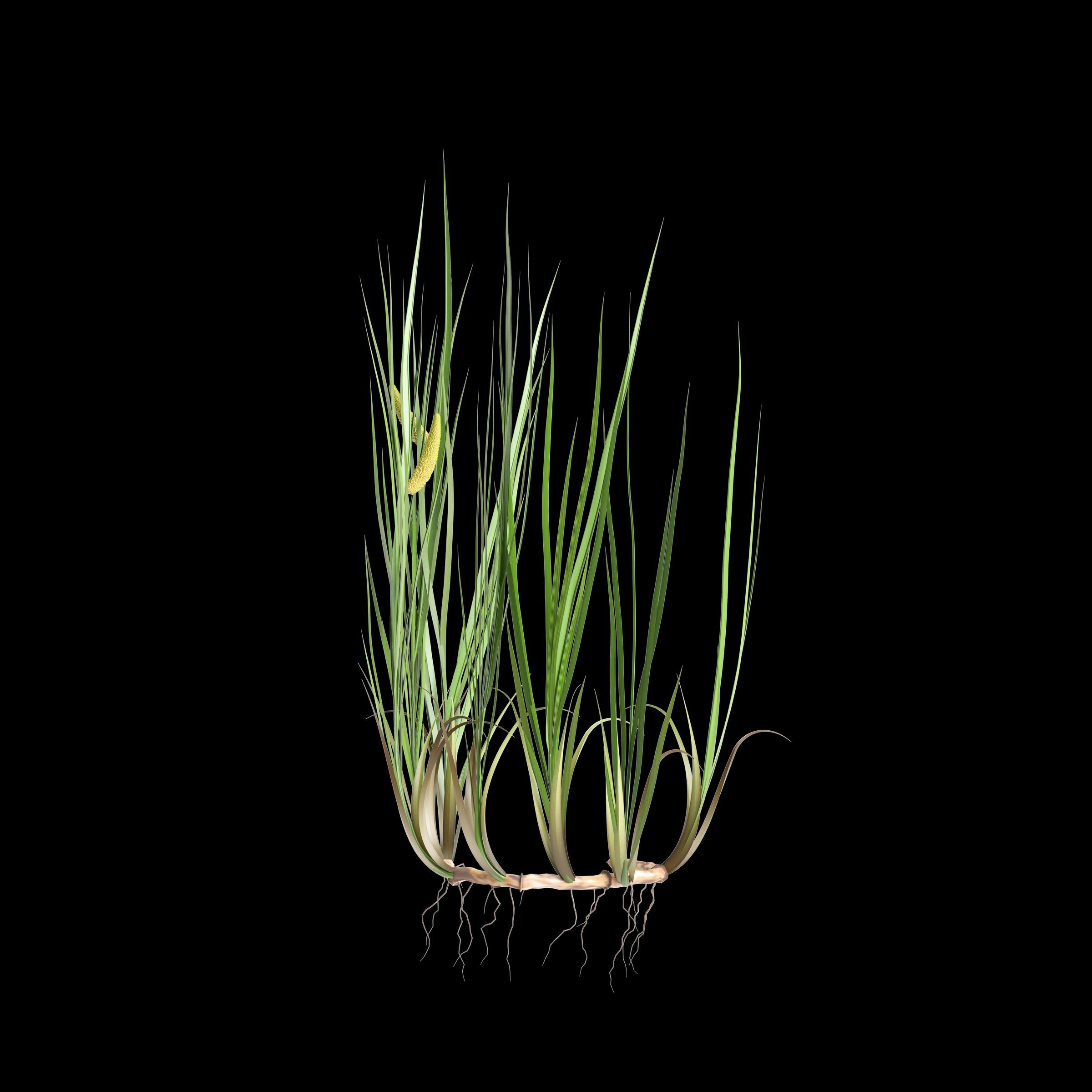 3d illustration of acorus calamus bush isolated on black background