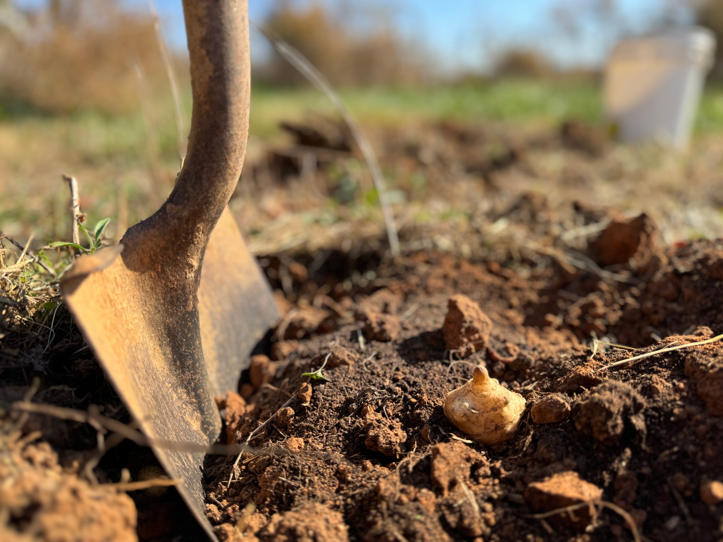 A shovel plunging into dark soil digging a home for a Jerusalem Artichoke tuber. Organic farming. Regenerative Farming.