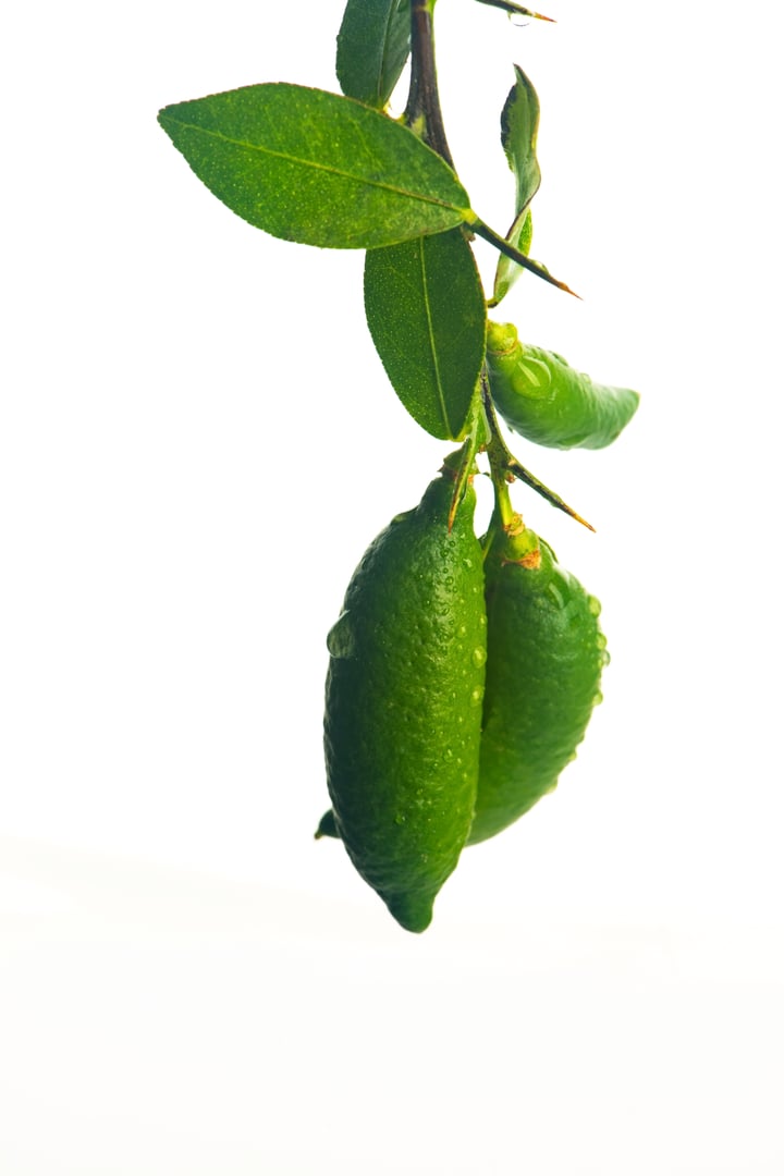 The Australian finger lime plant is a thorny understorey shrub or small tree of lowland subtropical rainforest