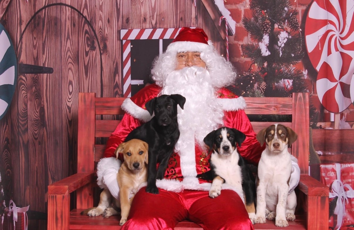 Rescued dog from Neighbors Helping Street Pups