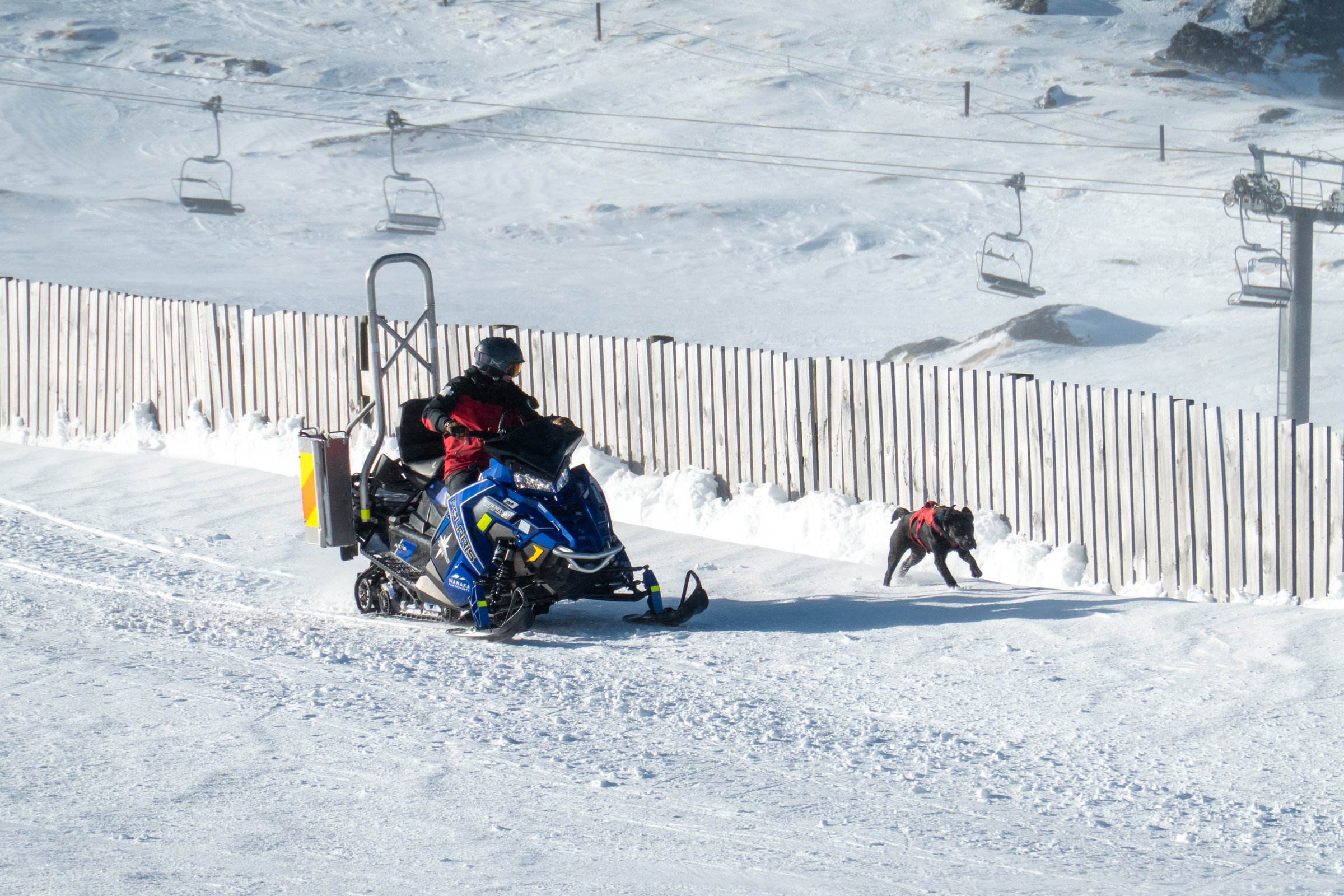 A search and rescue dog runs alongside a rescue worker riding a snowmobile at Cardrona Alpine Resort in the southern alps of the South Island. The dog is named Raven. This image was taken on a cold, windy and sunny afternoon on 12 September 2025.