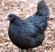 Ayam Cemani chicken