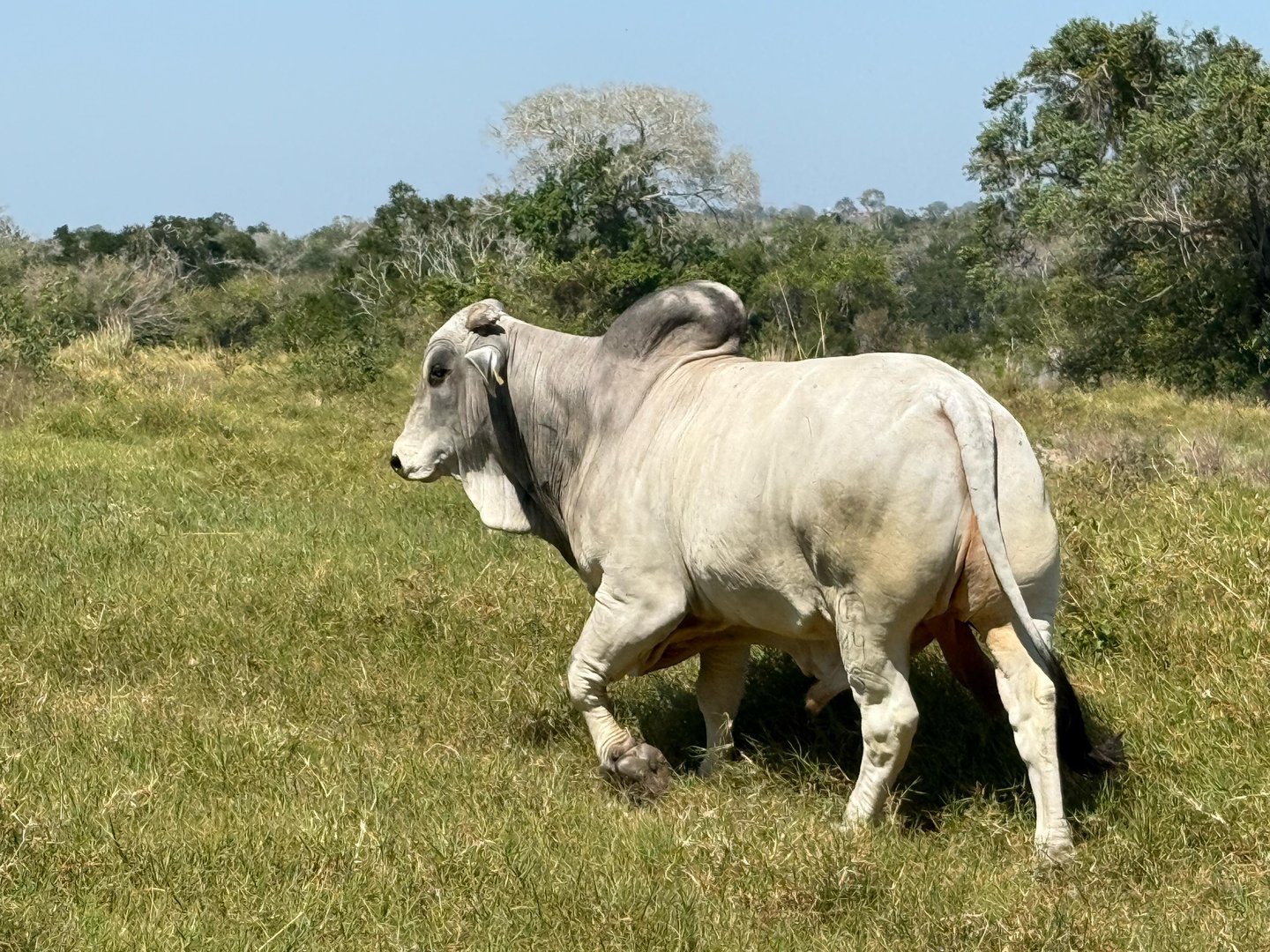 A gray Brahman bull walking on a grassy field with trees and clear sky in the background.