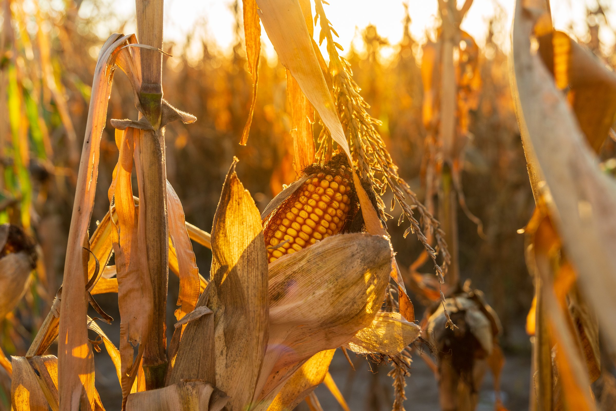 Corn stalks glisten in the warm golden light of sunset, revealing ripe cobs ready for harvest in a rural agricultural setting.
