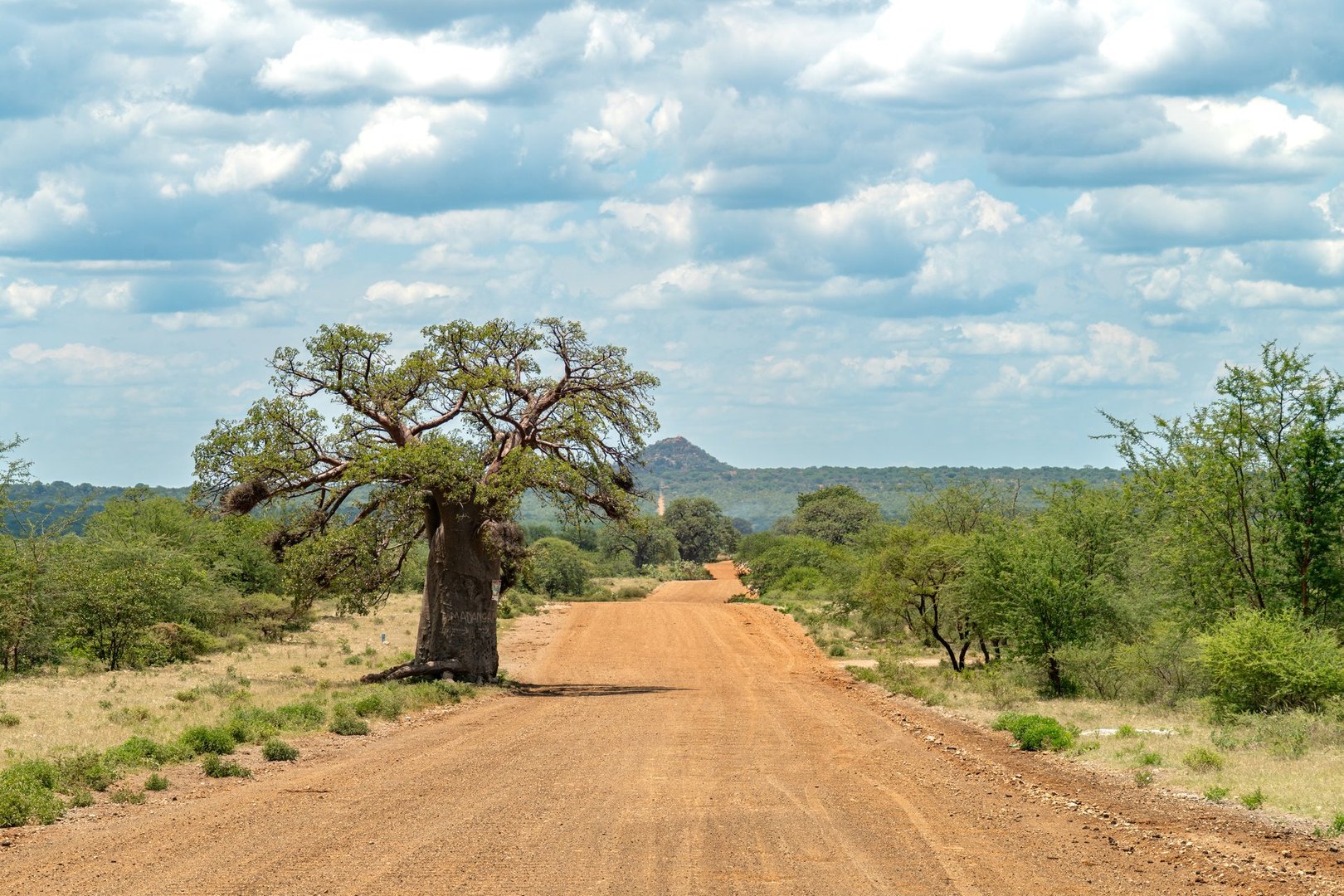 African Baobab Tree in typical African landscape