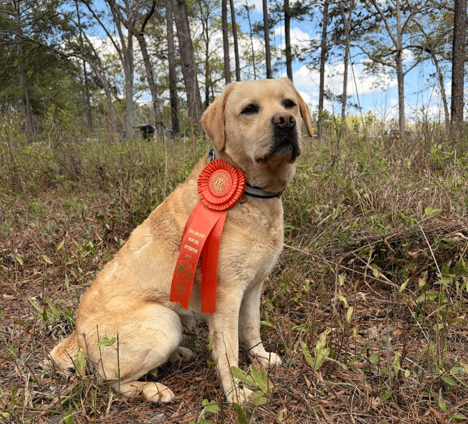 Haley - Yellow Labrador