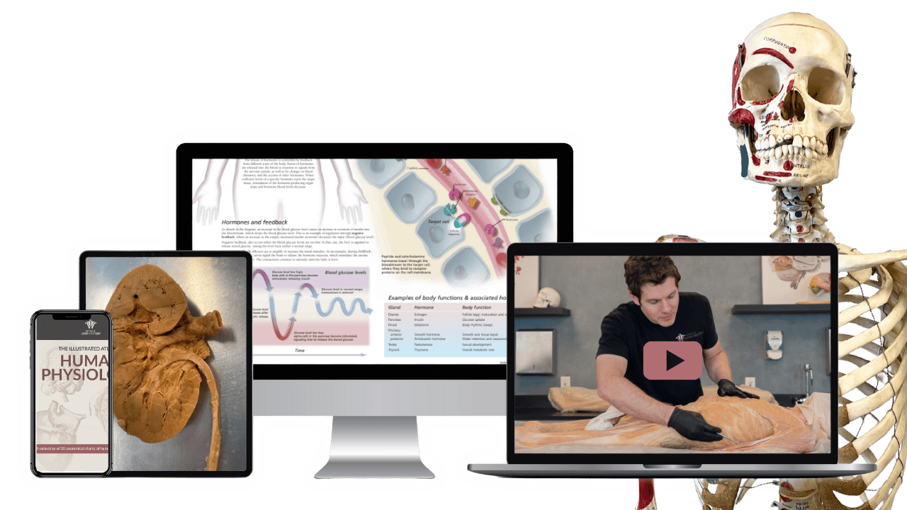 Ultimate Physiology Bundle