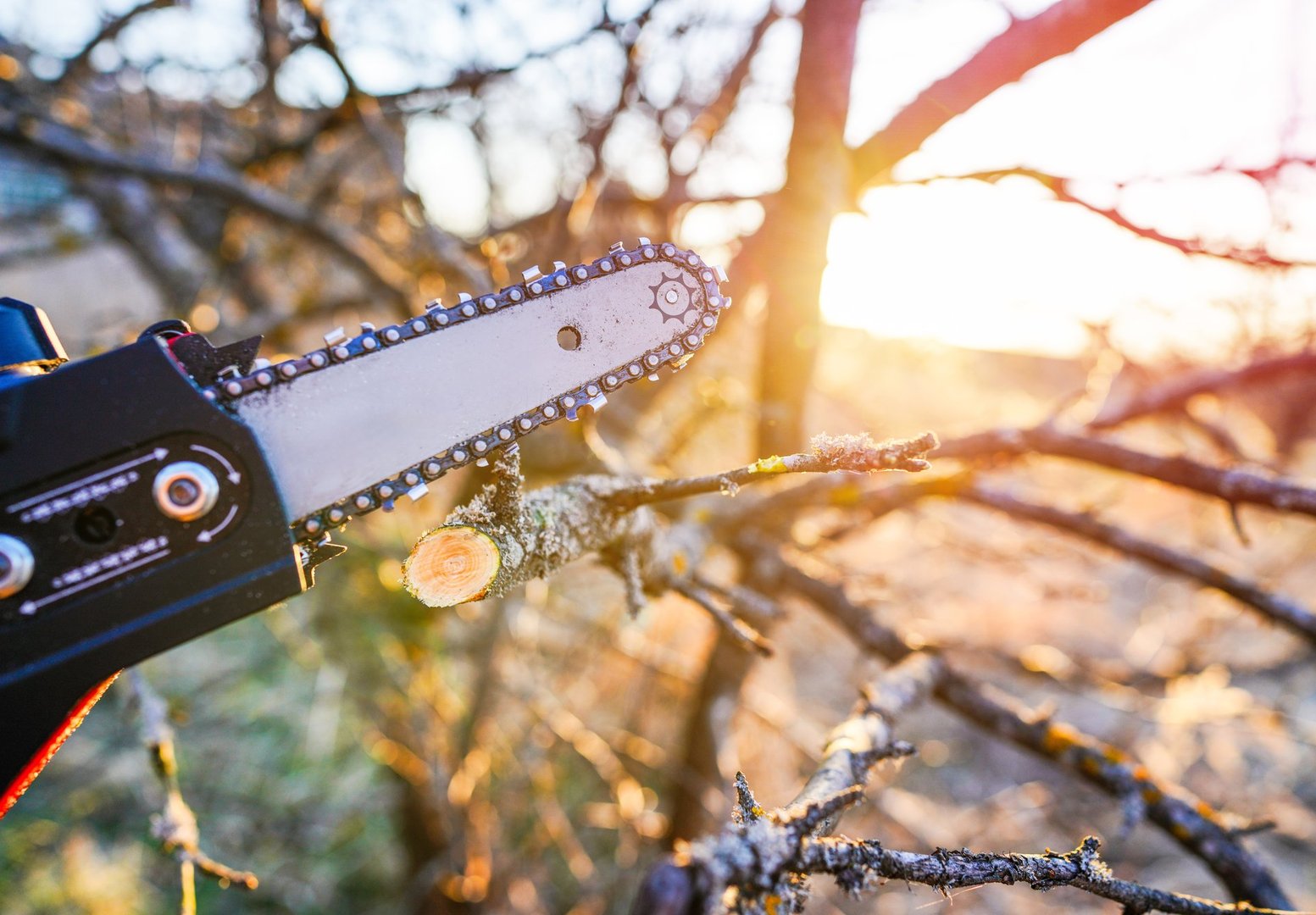 Professional tree trimming service