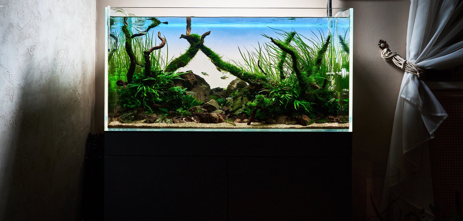 Professional Dutch style freshwater aquascape with live aquarium plants, geometric terracing layout, Frodo stones, redmoor roots covered by java moss and Diamond tetra fish, featuring Ludwigia and organized plant groups