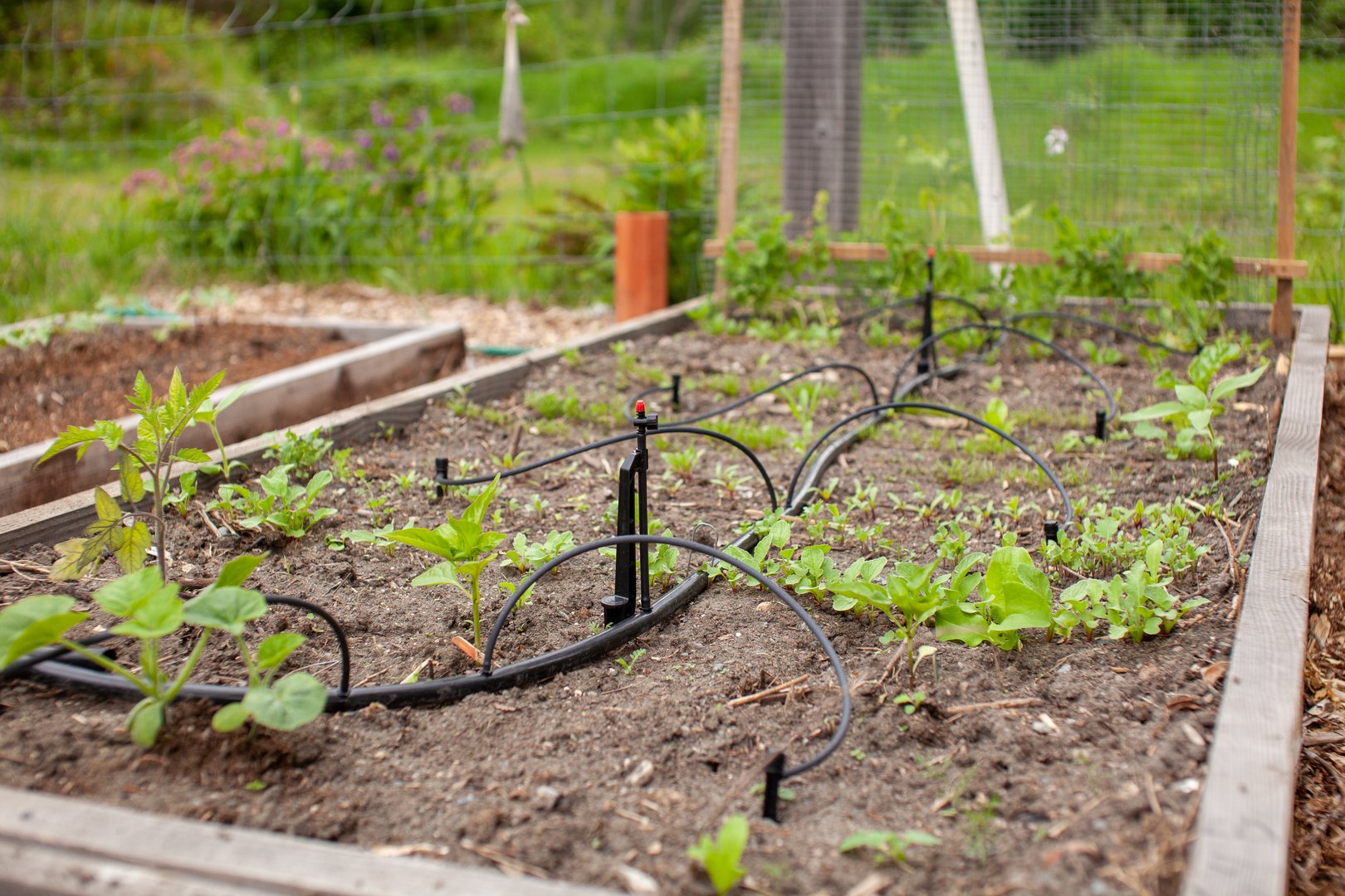 A raised garden bed in Springtime with irrigation system