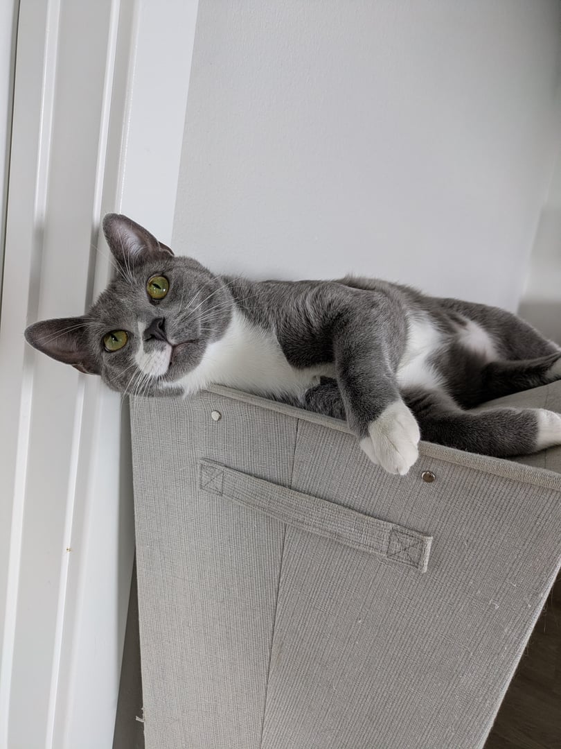 House Sitting Service