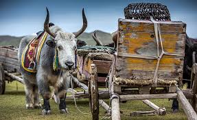Mongolian yaks and traditional ox cart in mountain regions of Mongolia