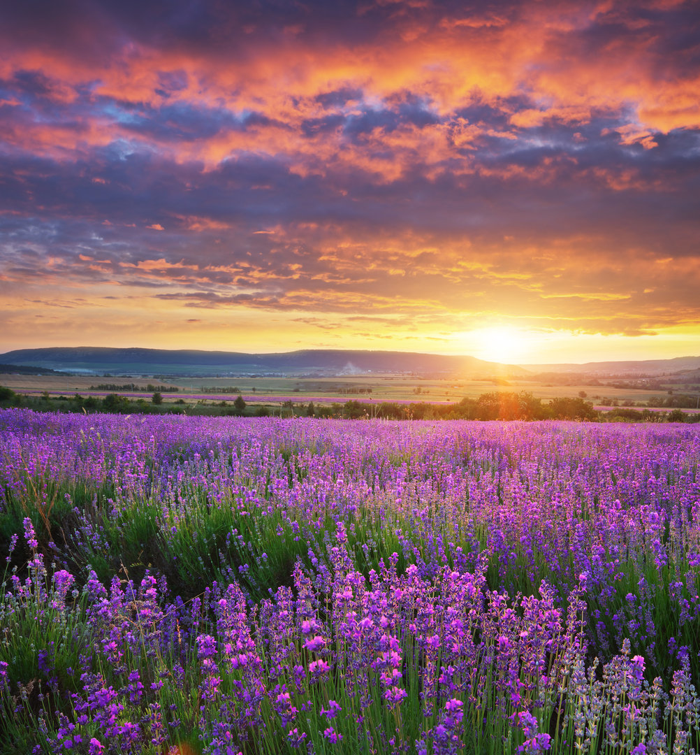 Fresh Lavender Flowers