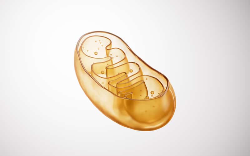 Transparent golden mitochondria, 3d rendering. 3D illustration.