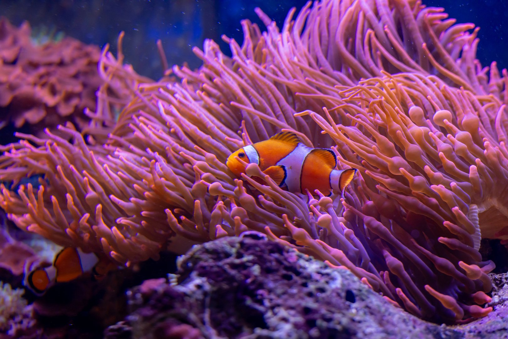 A colorful clownfish glides gracefully through a lush underwater landscape filled with vibrant purple anemones. The gentle movement of the clownfish contrasts beautifully with the flowing tentacles of the anemones, creating a vivid display of aquatic life in this serene aquarium environment, illuminated by soft lighting.
