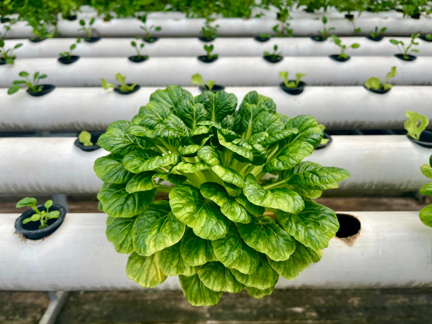 Close up view of crops planted with a hydroponic system