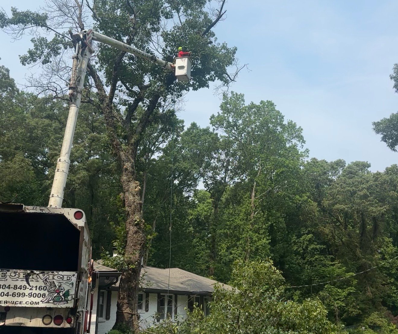 Tree trimming and pruning service
