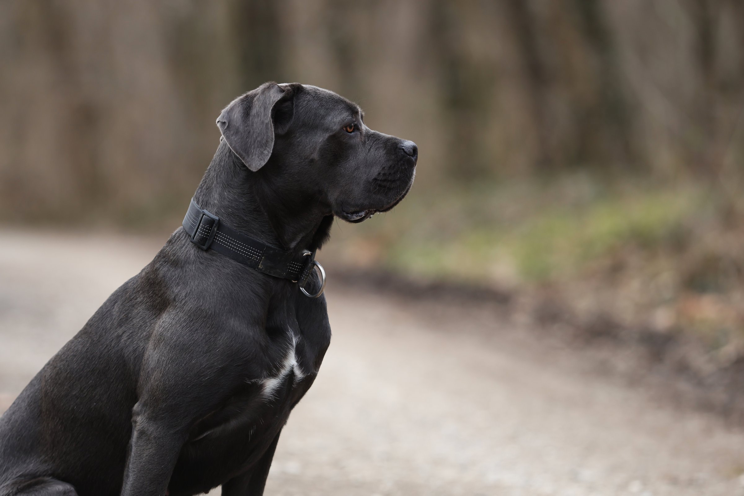Blue cane corso dog in forest
