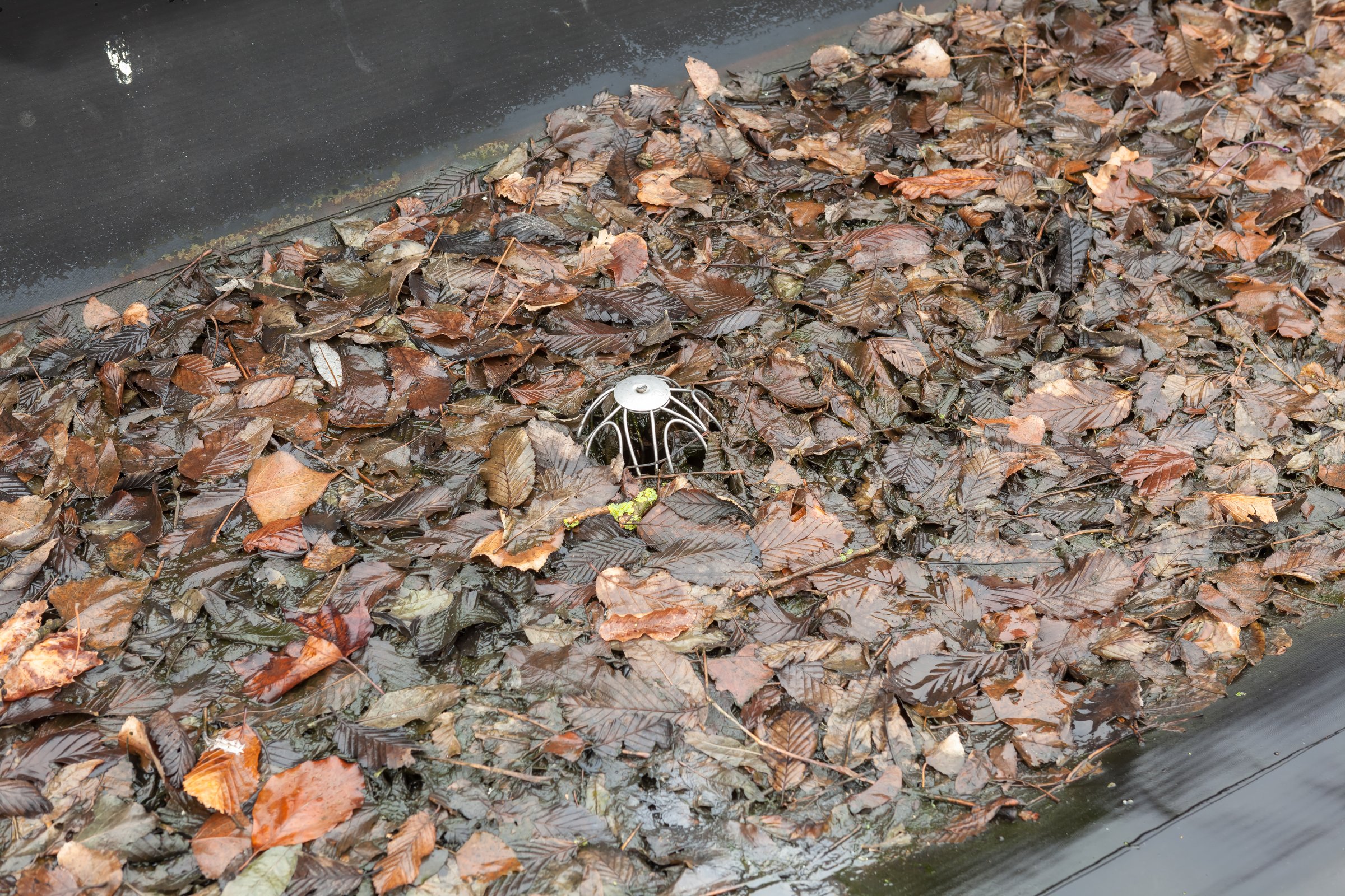The gutter of a flat roof is full of debris from the trees such as leaves and branches