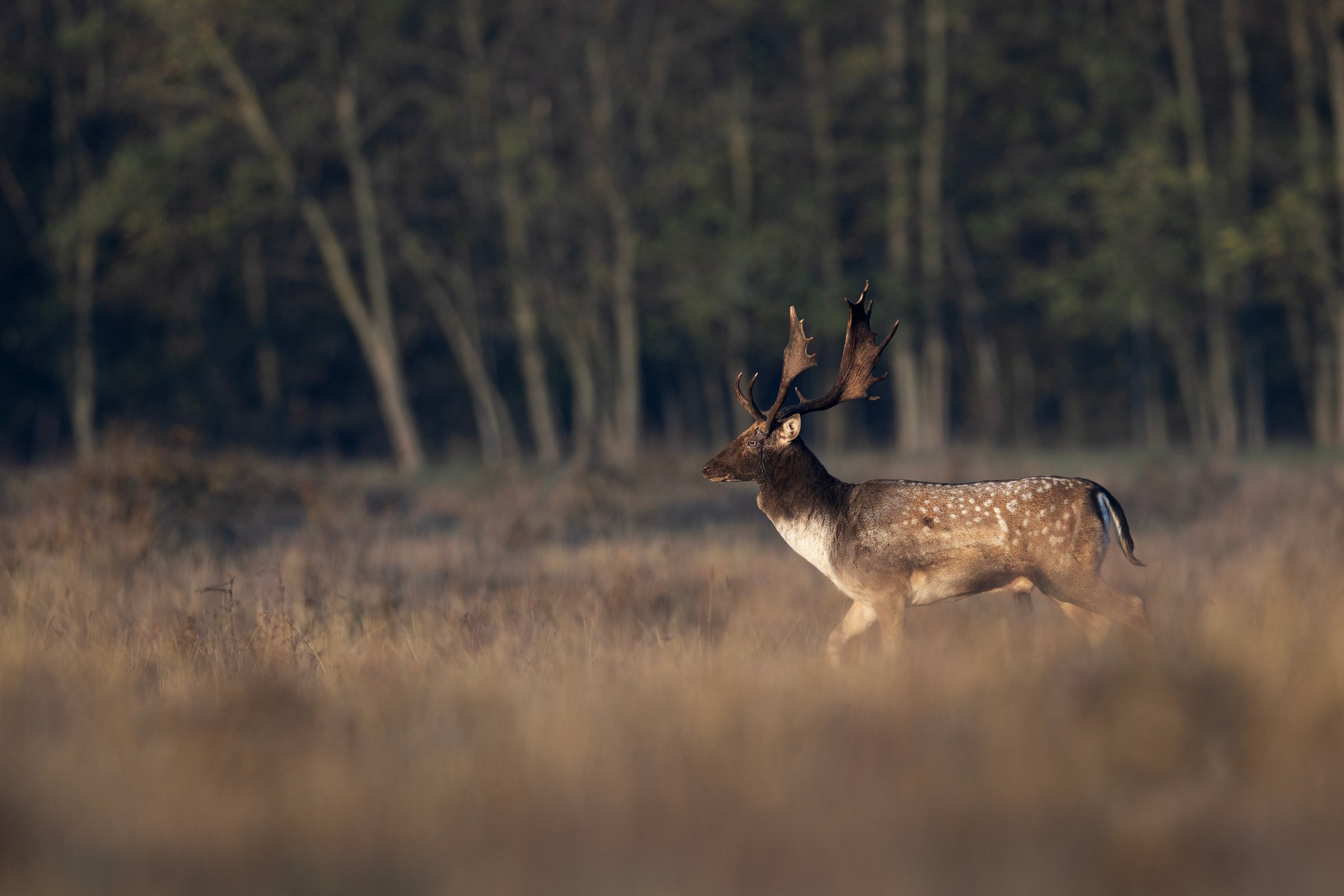 A fallow deer retreats into the forest after the first rays of the sun