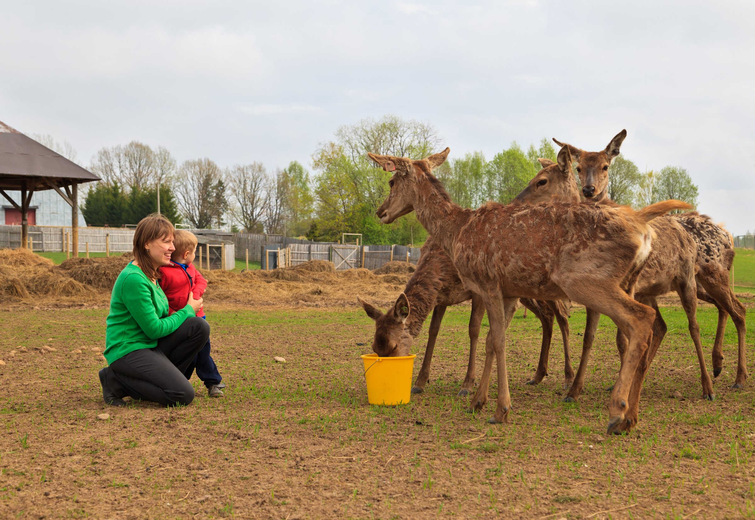 family feeding deers in the farm