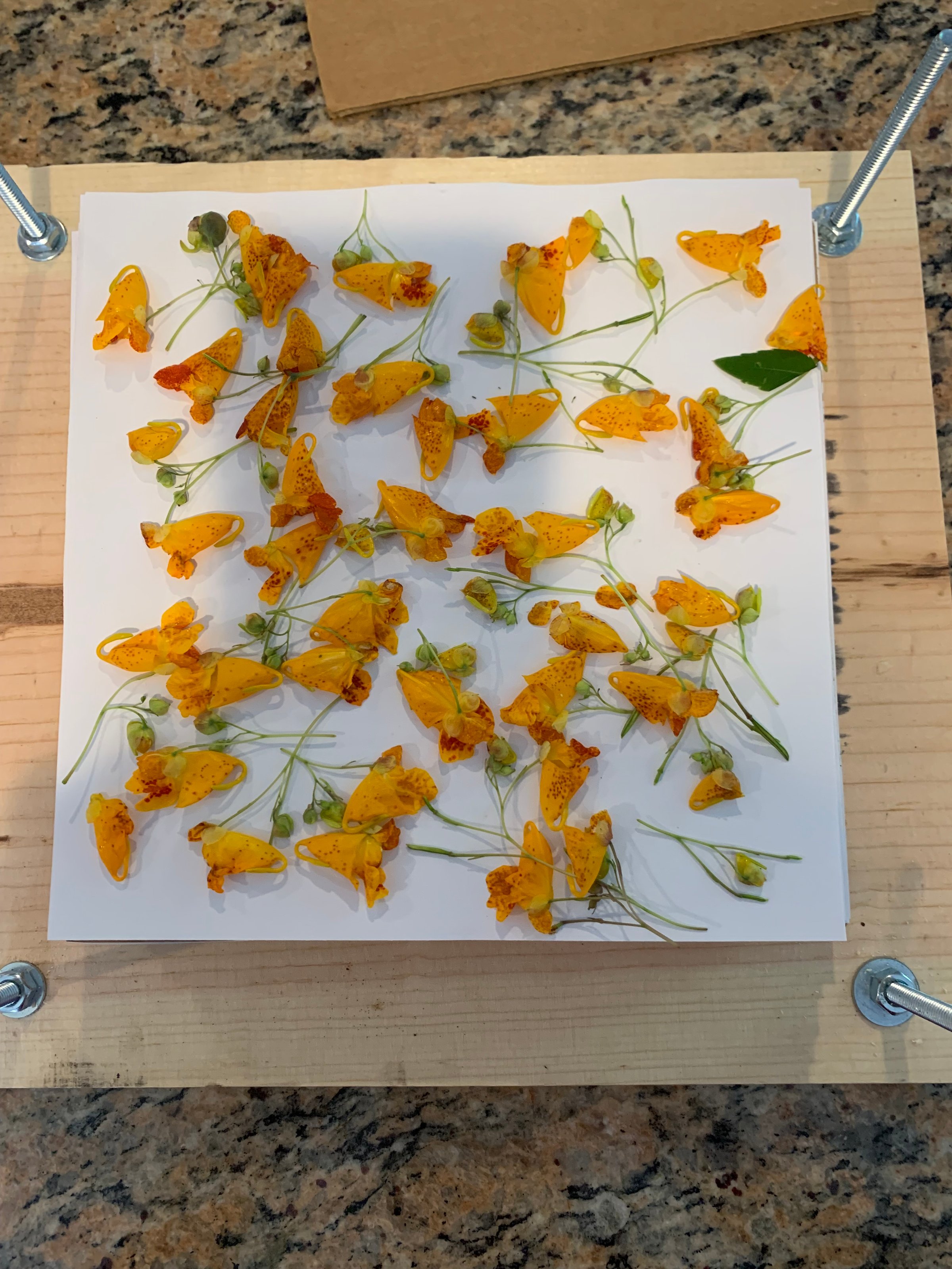 Pressed Flower Design