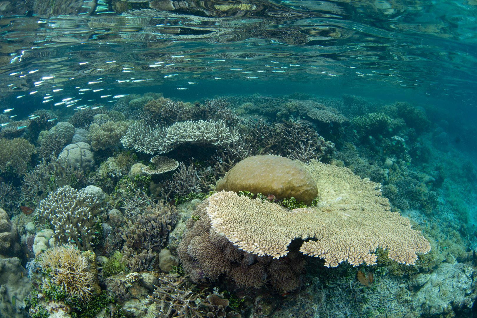Corals and fish thrive on a shallow, biodiverse reef in Raja Ampat, Indonesia. This tropical region is known as the heart of the Coral Triangle due to its incredible marine biodiversity.