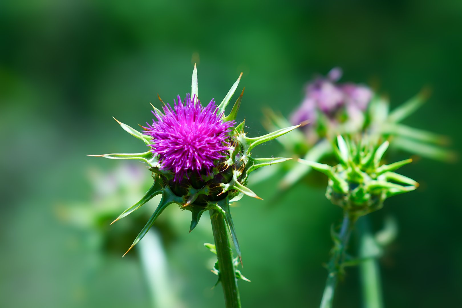 tle (Ptilostemon casabonae) stock photo