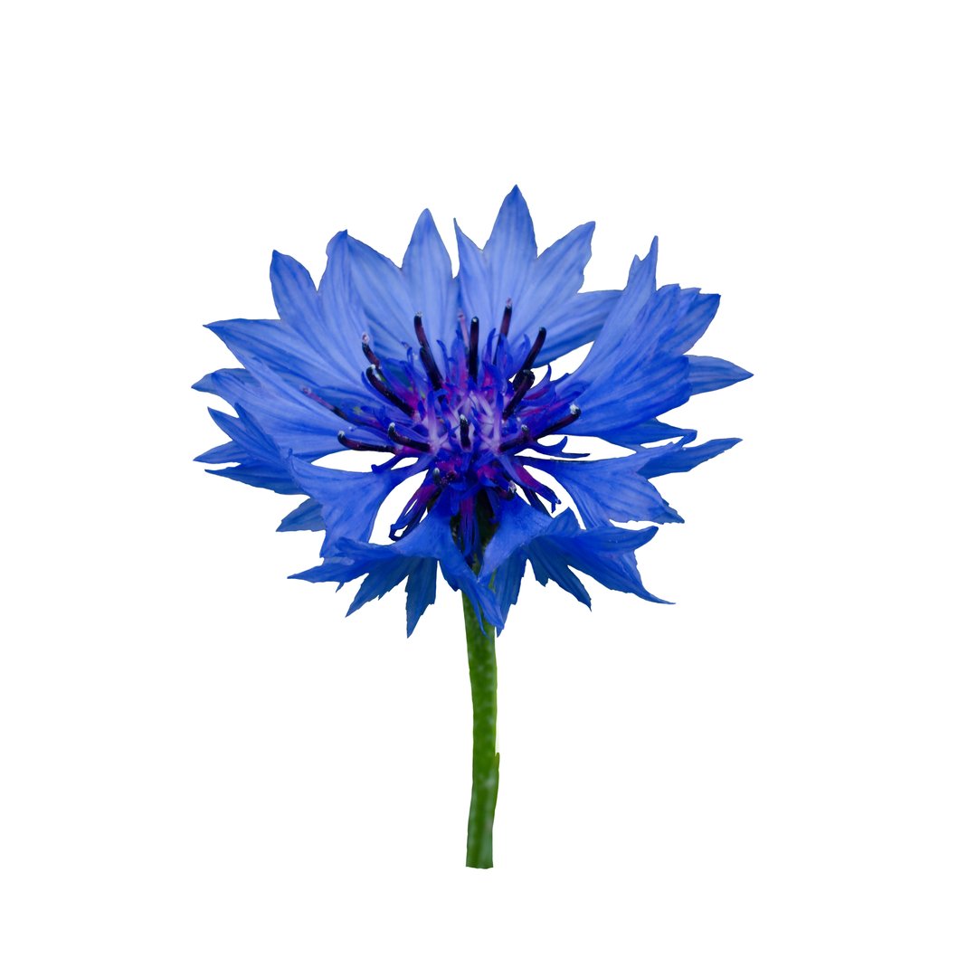 Dark blue cornflower