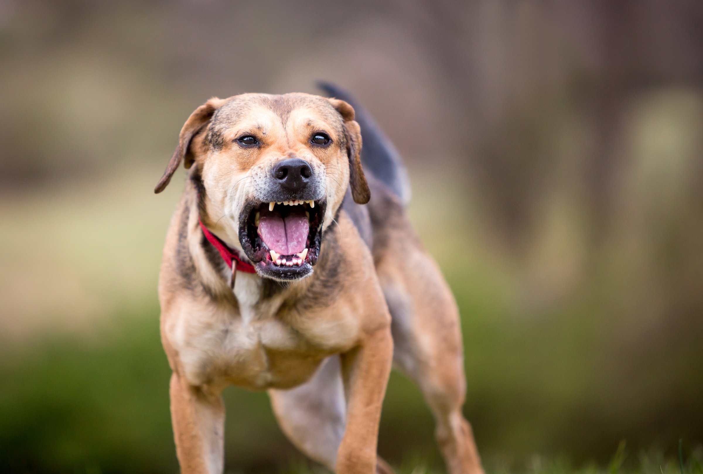 A reactive Hound mixed breed dog barking and baring its teeth