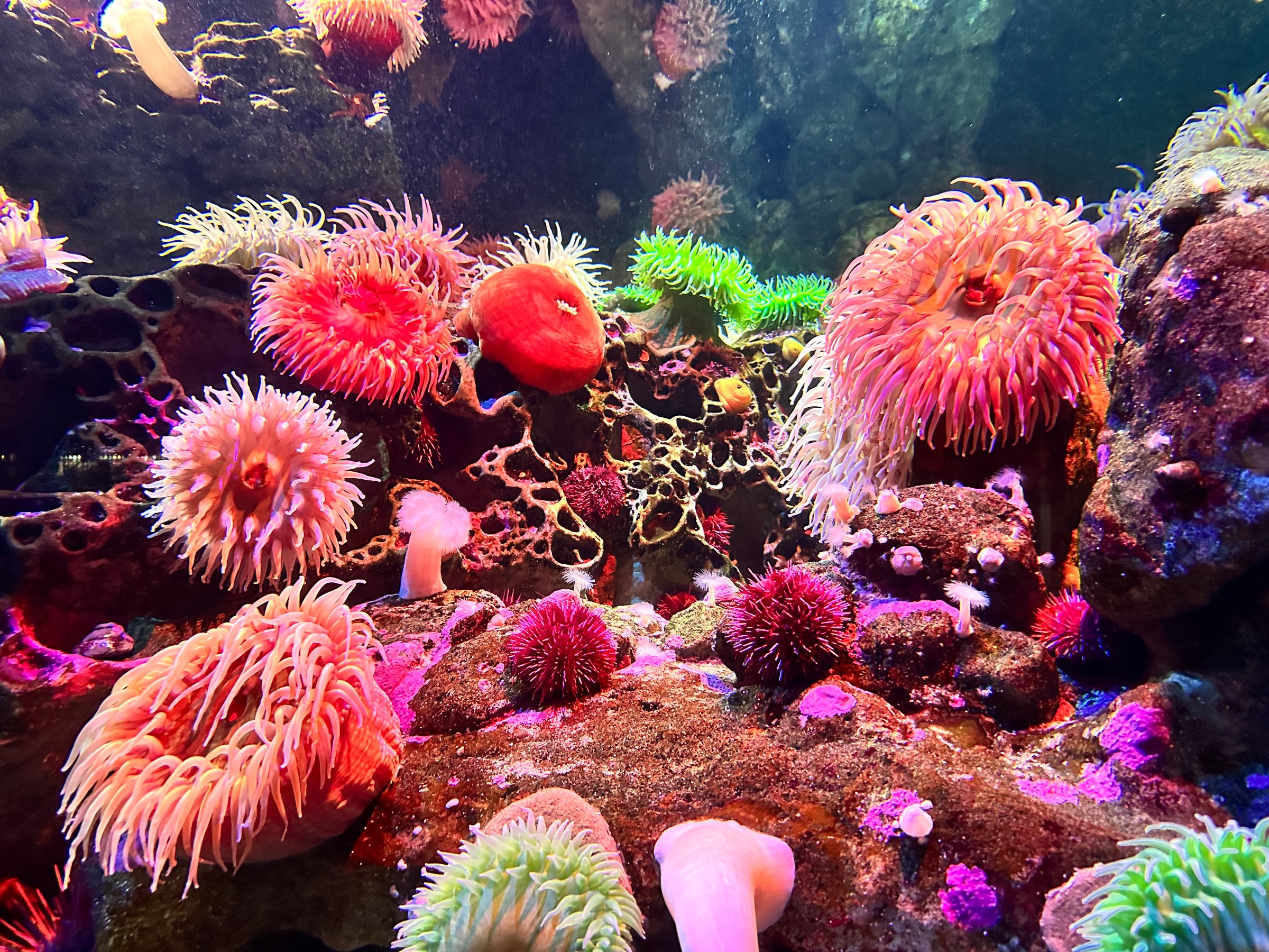 colorful corals and starfish and anemones