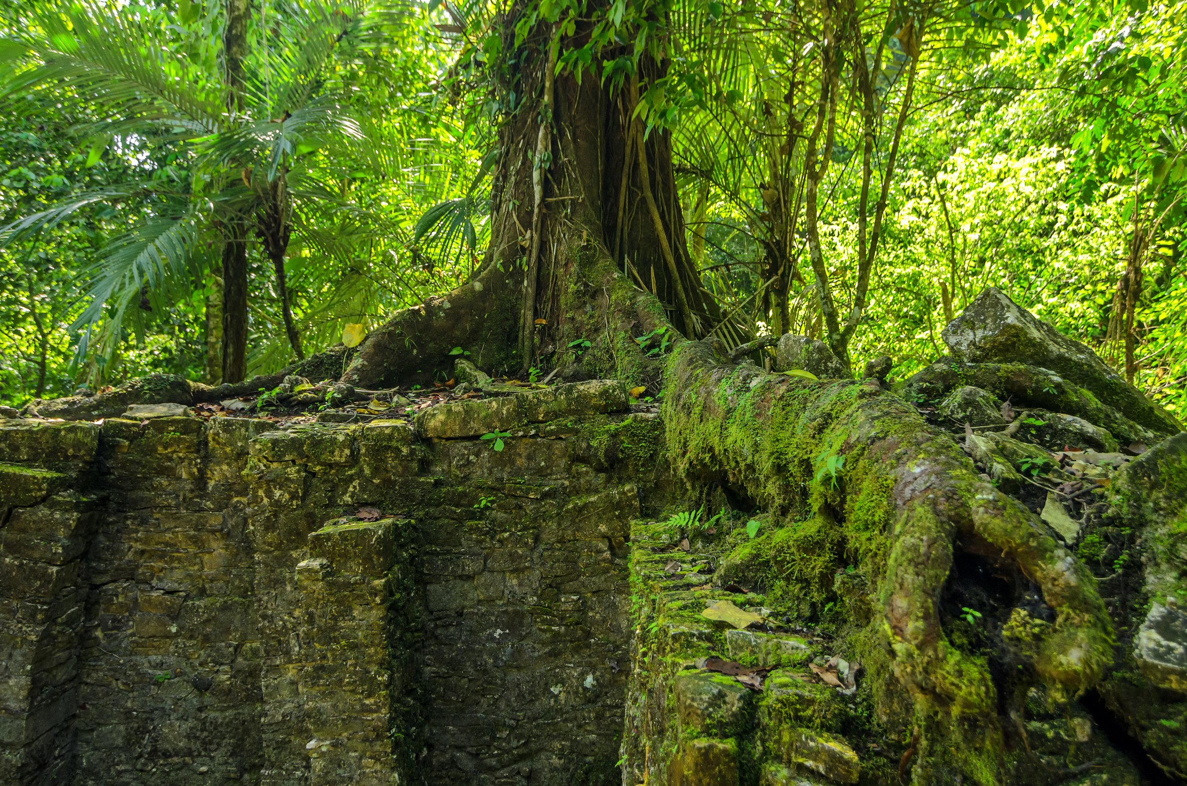 A large tree growing on top of ancient Mayan ruins in Palenque, Mexico