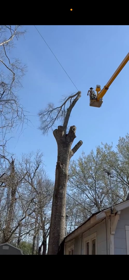 Berry's Tree Pro professional tree removal work in progress