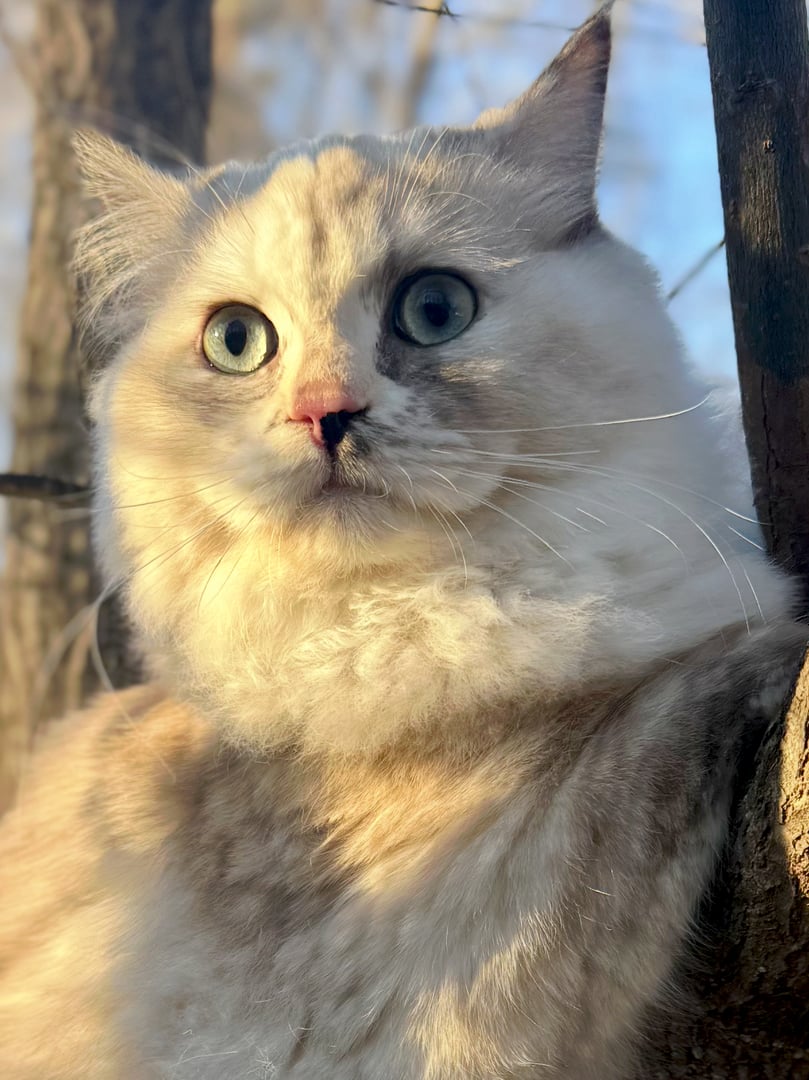 Olive the Queen