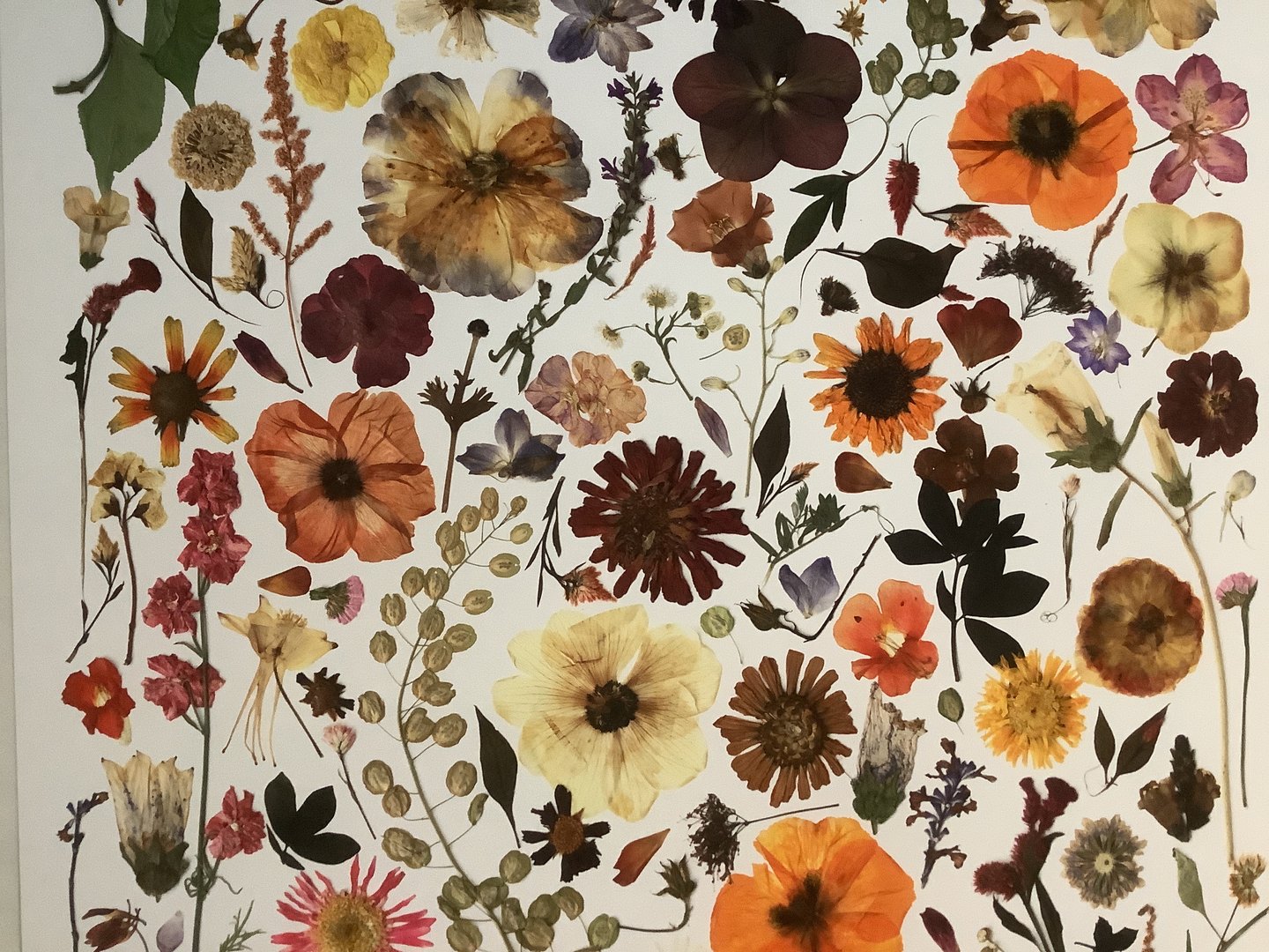 Pressed Flower Artwork 8