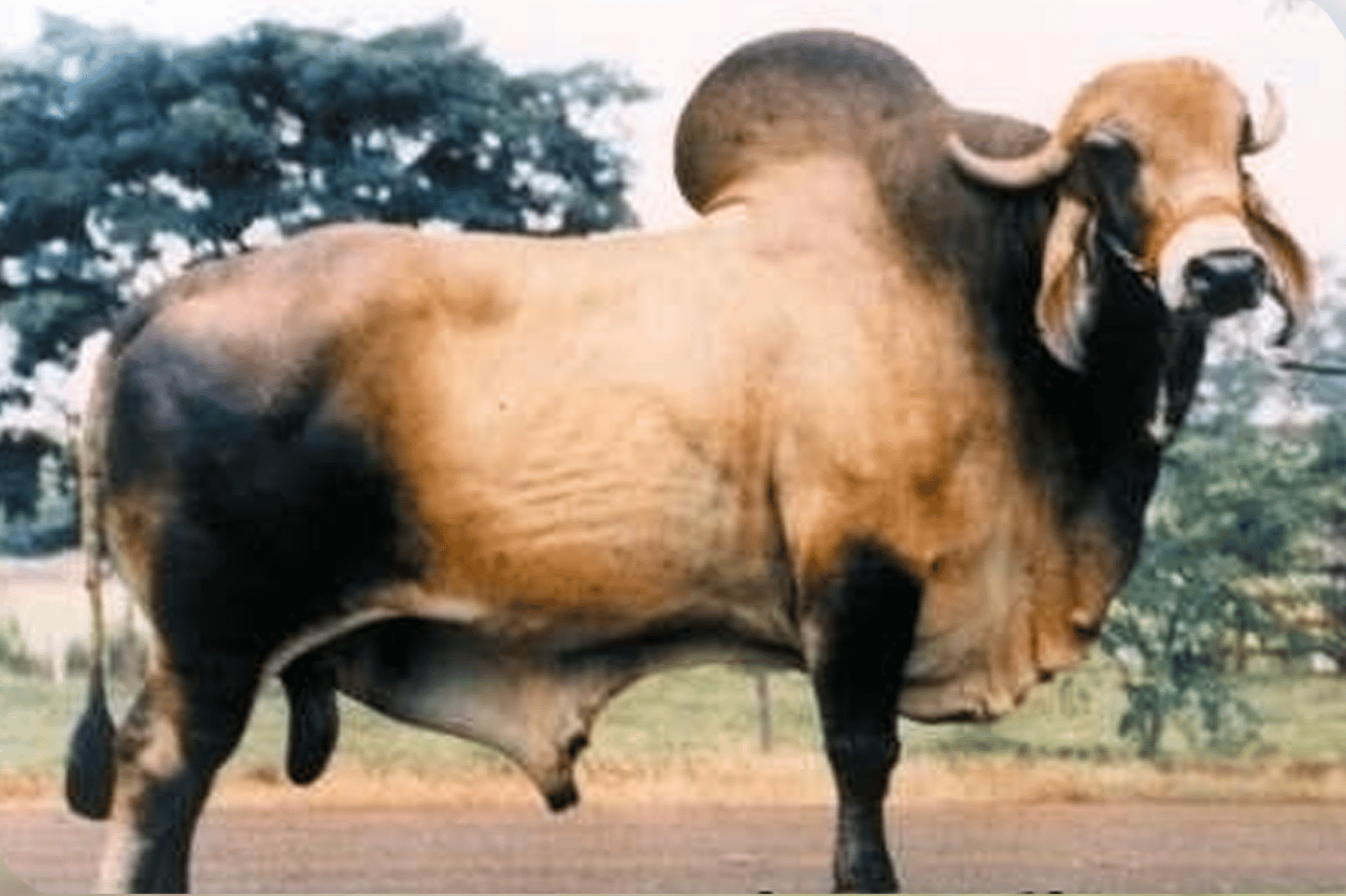 Caju de Brasilia - Toro Gyr lechero brasileiro #1 en compuesto de ubre - semen para producción de leche - 99% confiabilidad