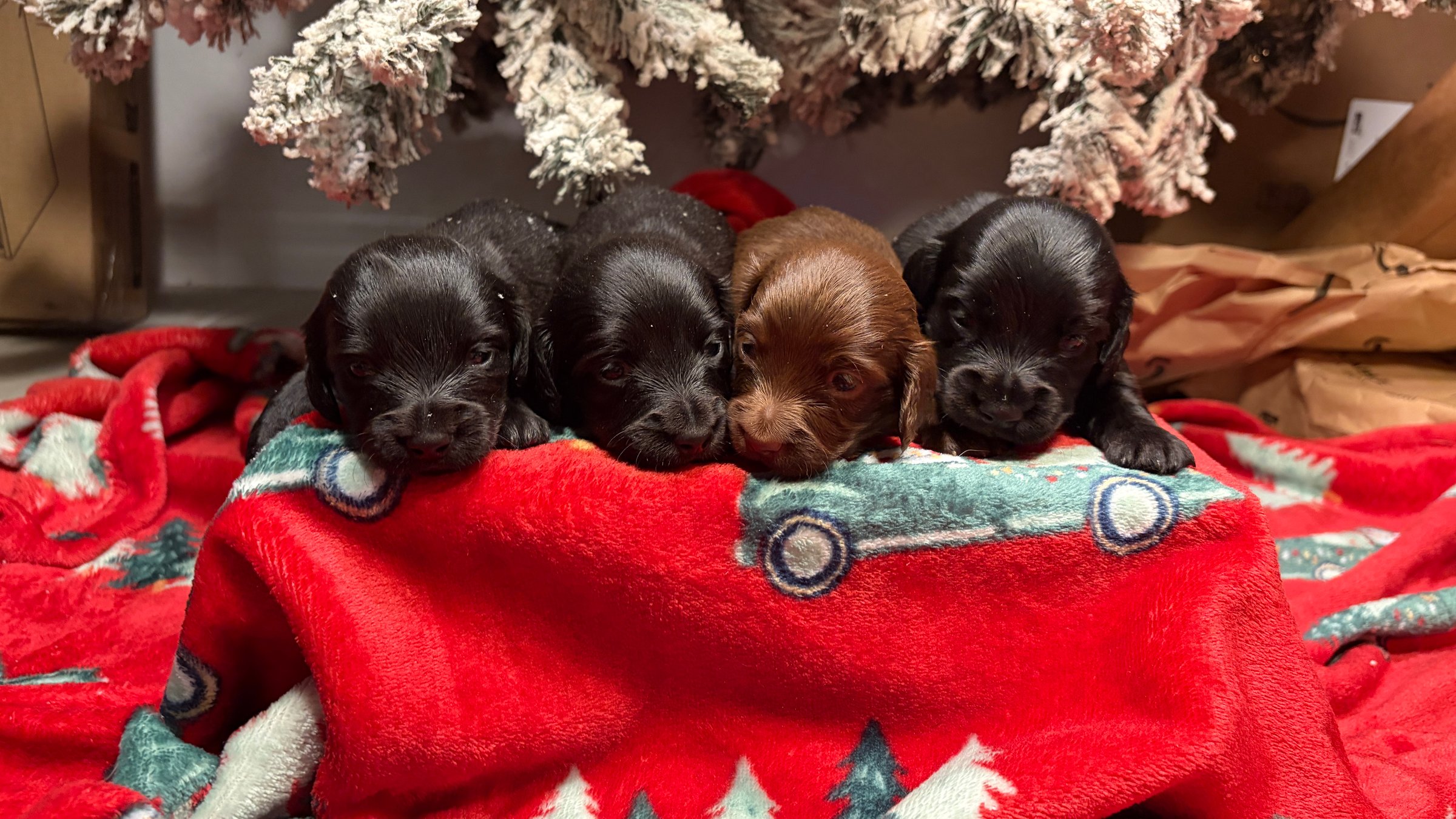 Dachshund puppy photo