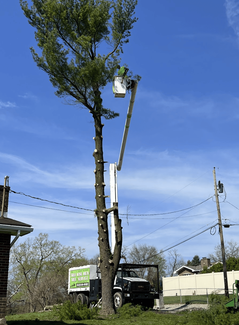 Tree Removal Project