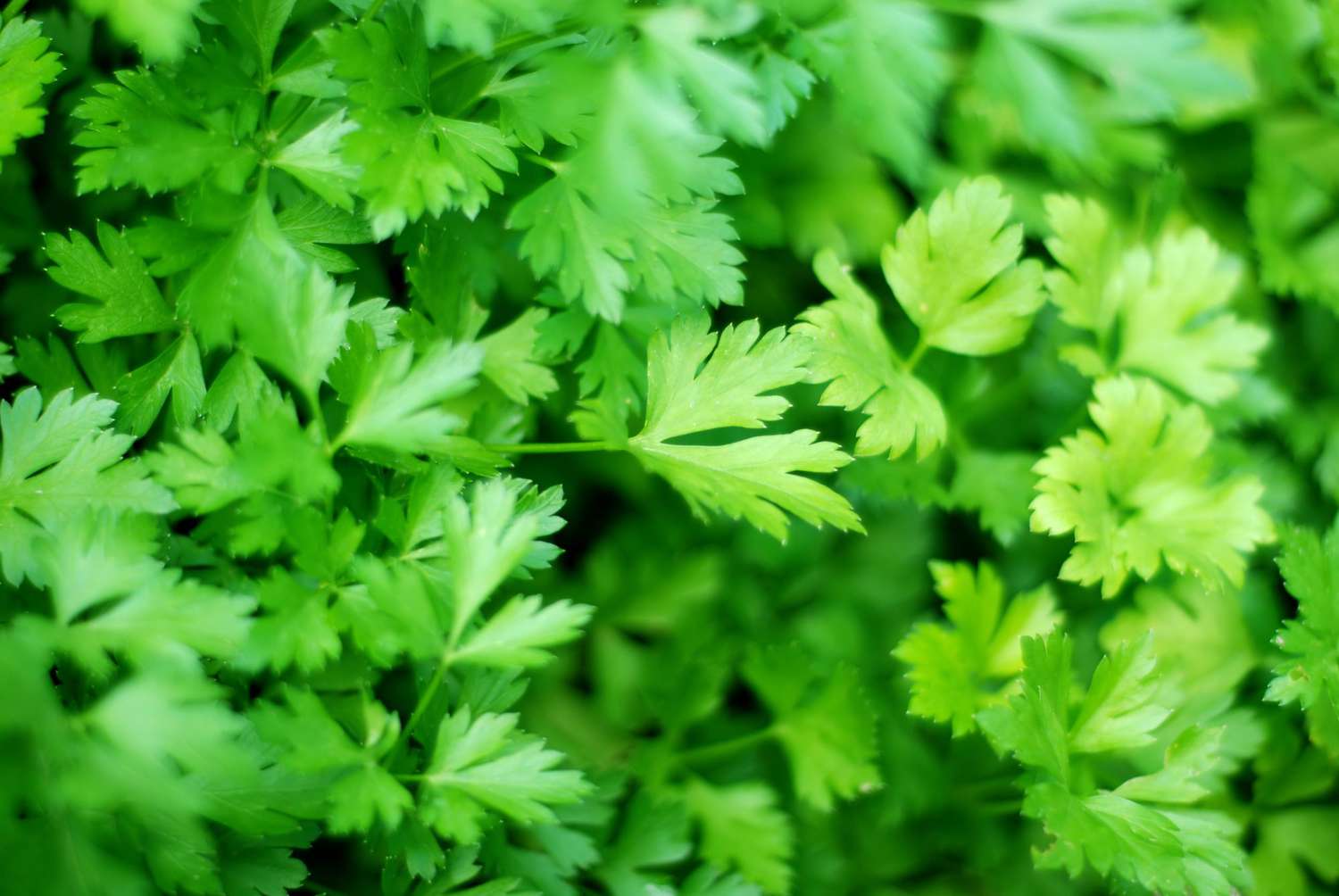 Bunch of fresh organic parsley on a cutting board on a wooden table, selective focus, rustic style