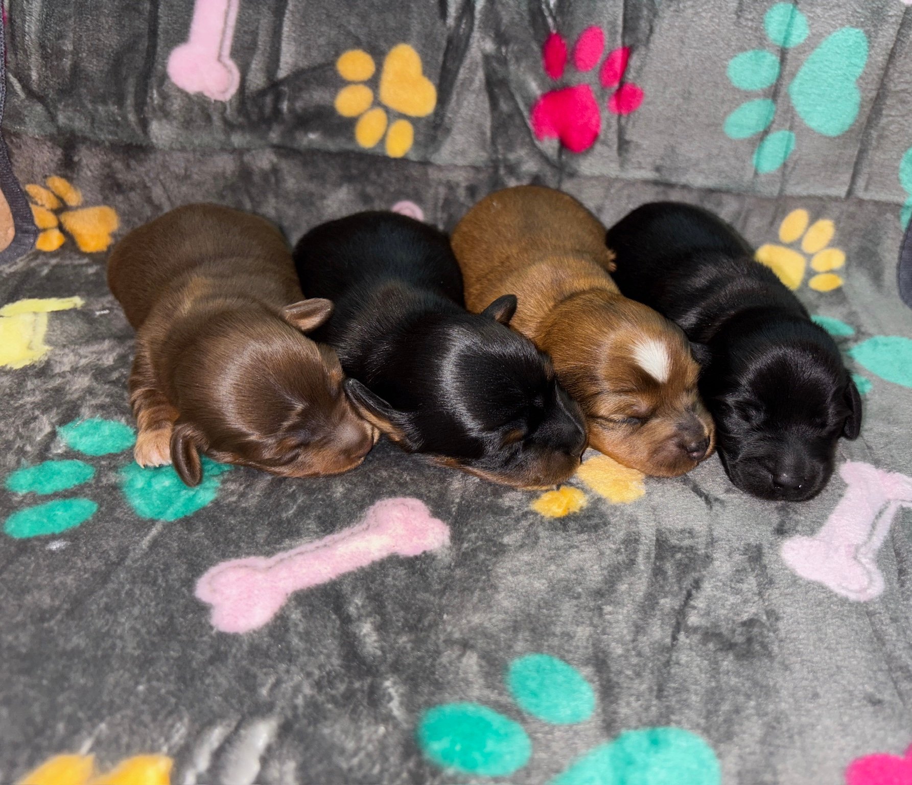 Four newborn puppies sleeping on a colorful paw print blanket.