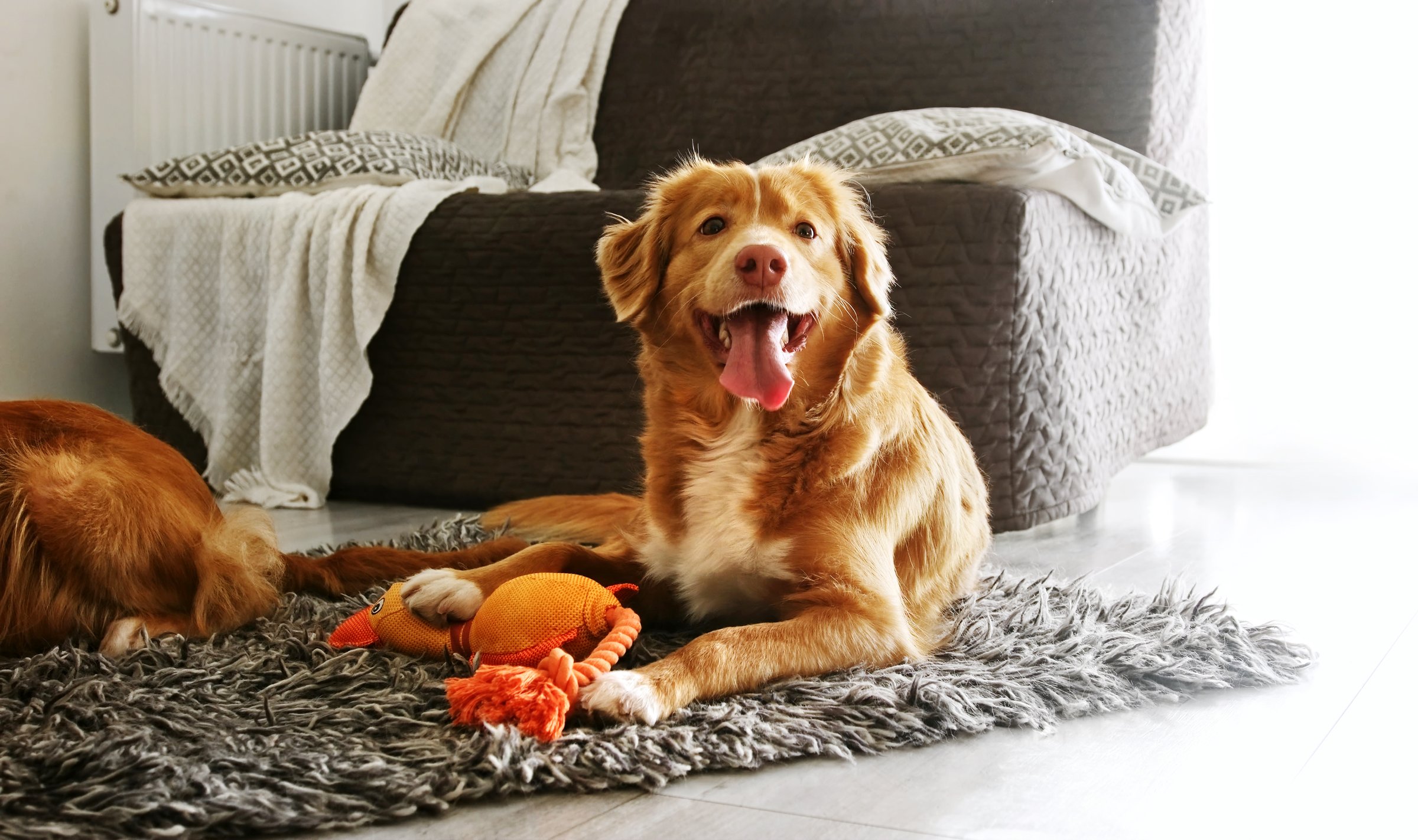 Beautiful toller retriever dog playing with toy duck in light room