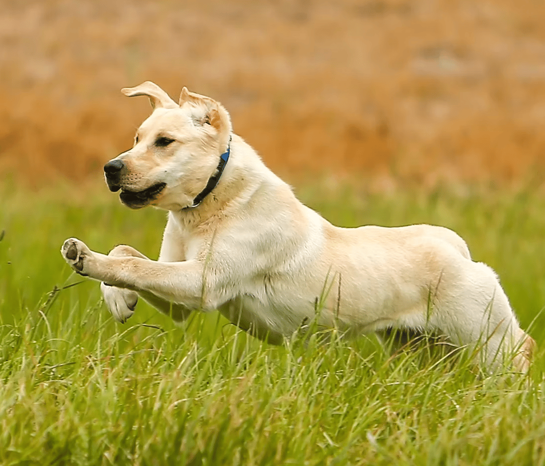 Norman - Master Hunter