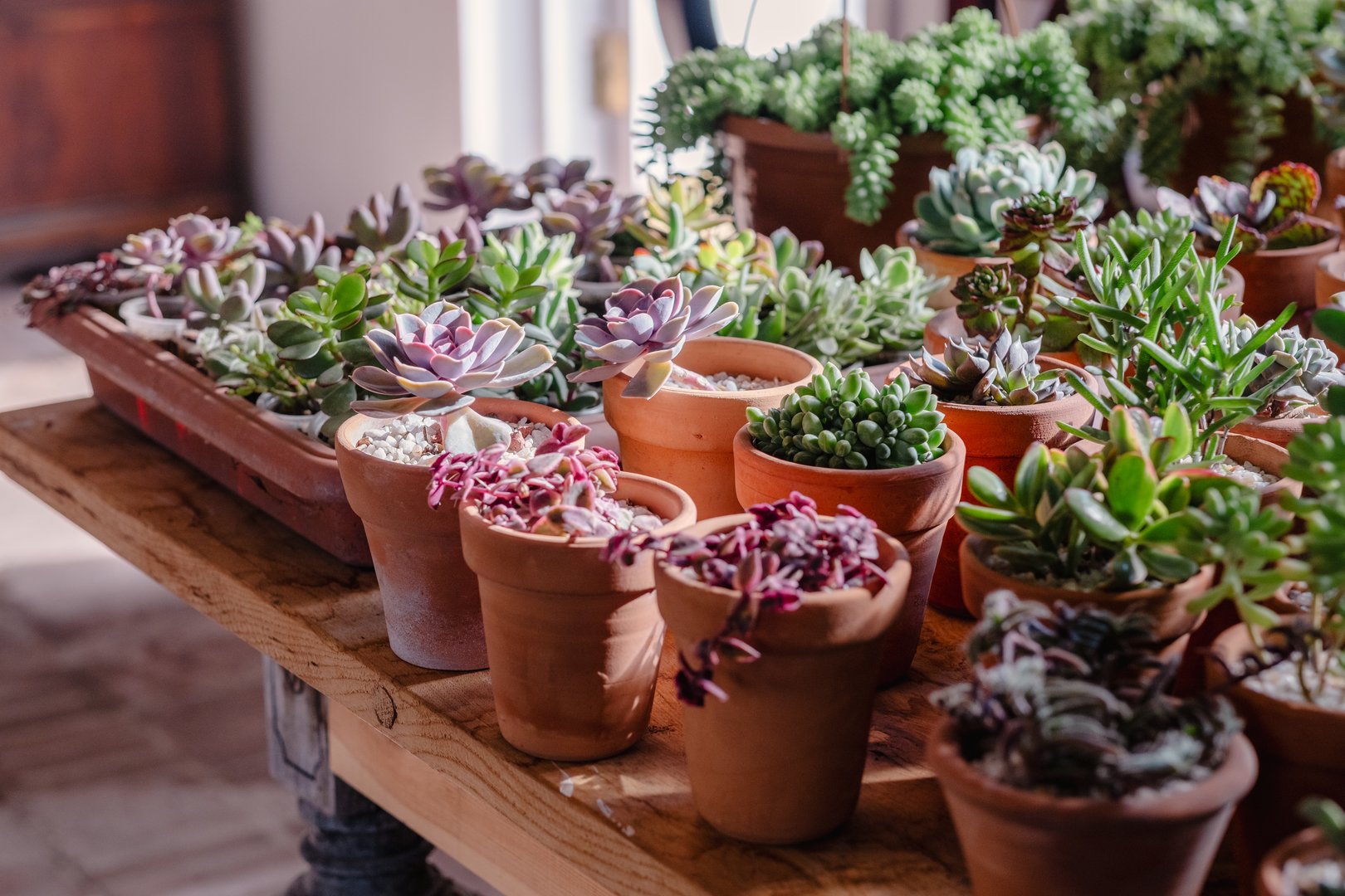 Various succulent plants in terracotta pots bask in natural light on a wooden table, showcasing an indoor gardening scene.