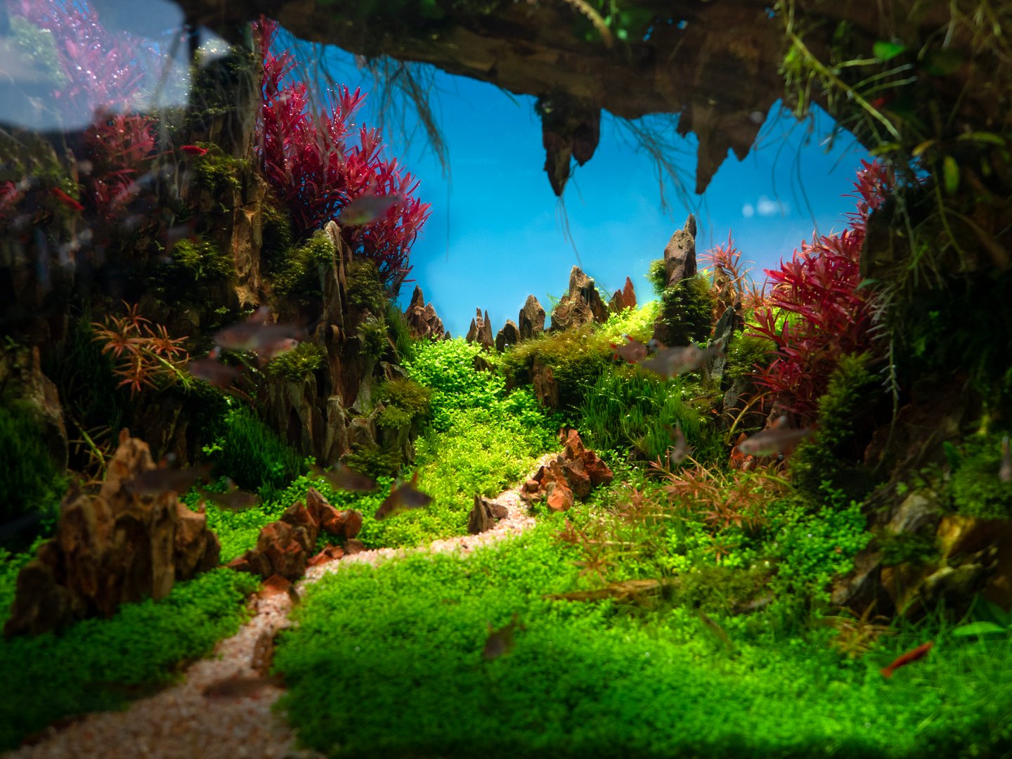 Beautiful tropical freshwater community aquarium with diverse fish species in heavily planted Dutch-style layout showing perfect water parameters supporting multiple species compatibility and optimal aquatic plant health