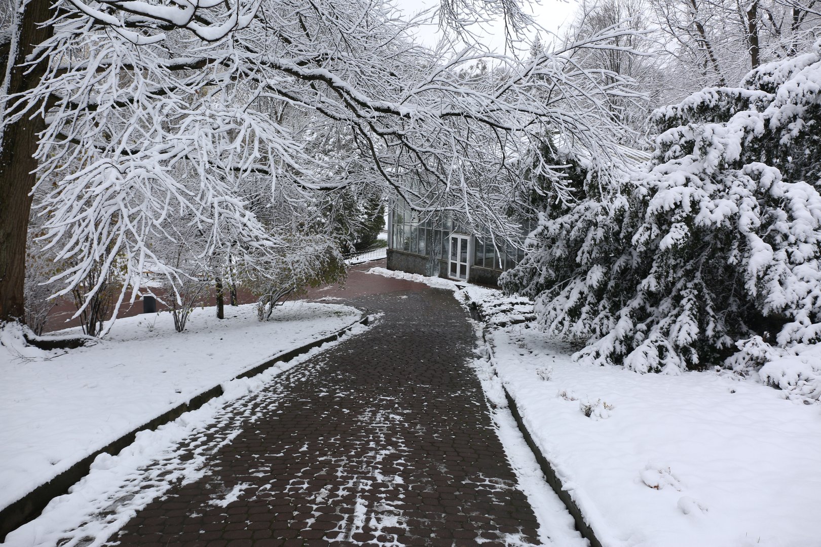 Park trees covered with snow, first snow