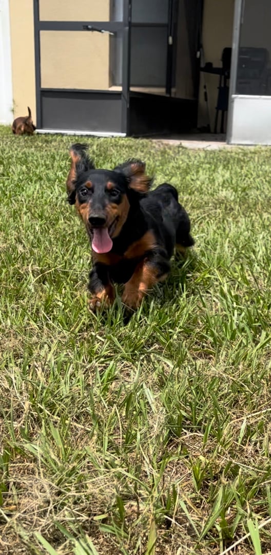 A black and brown dog joyfully running on grass with its tongue out, against the backdrop of a building entrance.