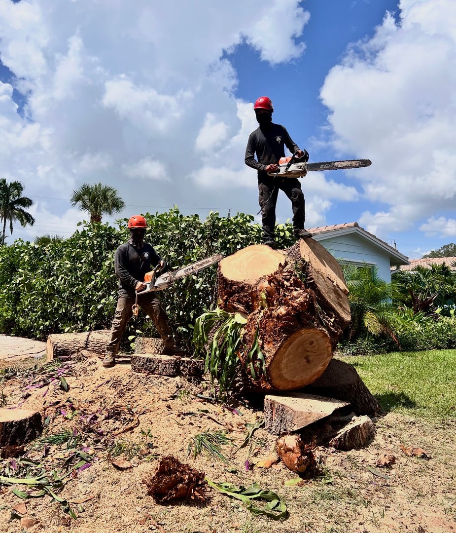 Tree care service