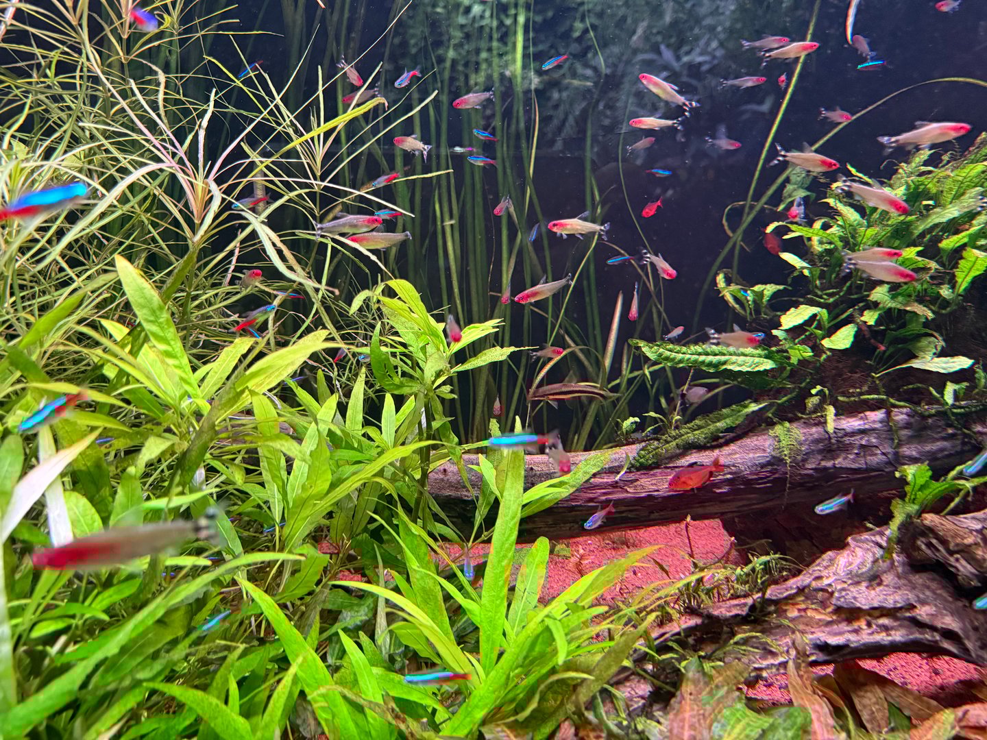 Professional planted aquarium showcasing stunning aquascape with variety of colorful fish including neon tetras vibrant underwater ecosystem demonstrating successful water parameter management and troubleshooting results