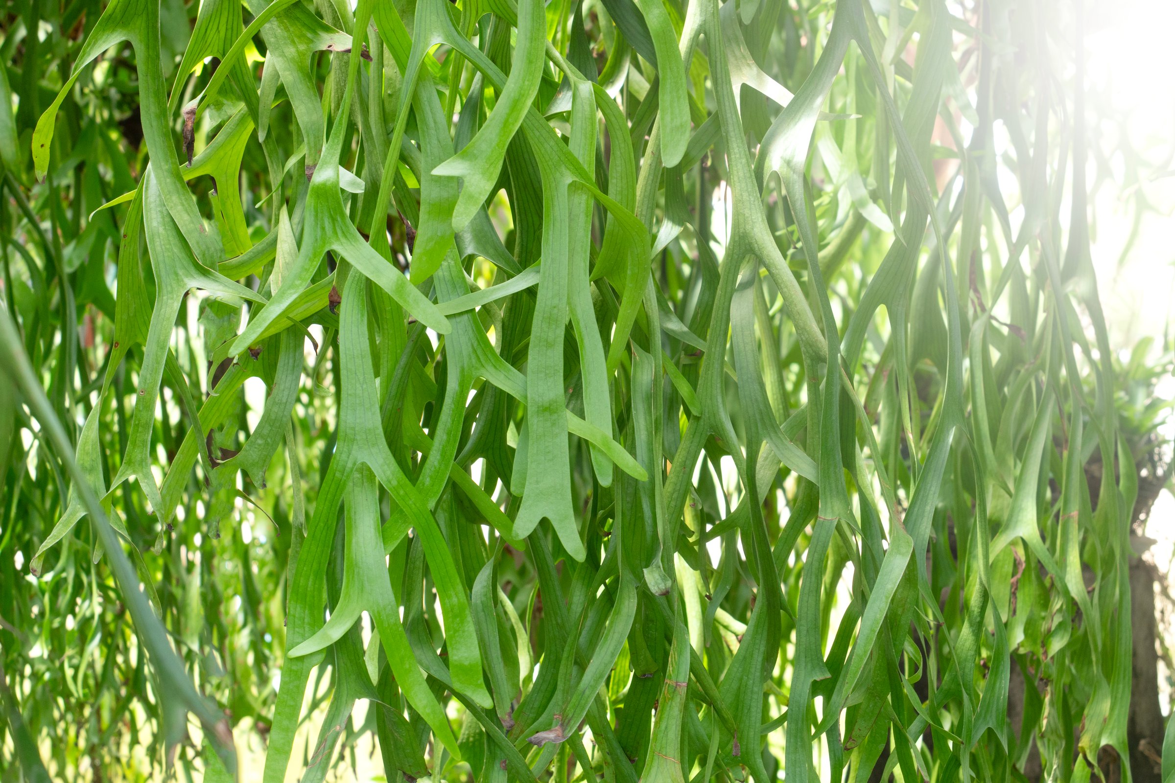 Staghorn Ferns or Elkhorn ferns in nature background.