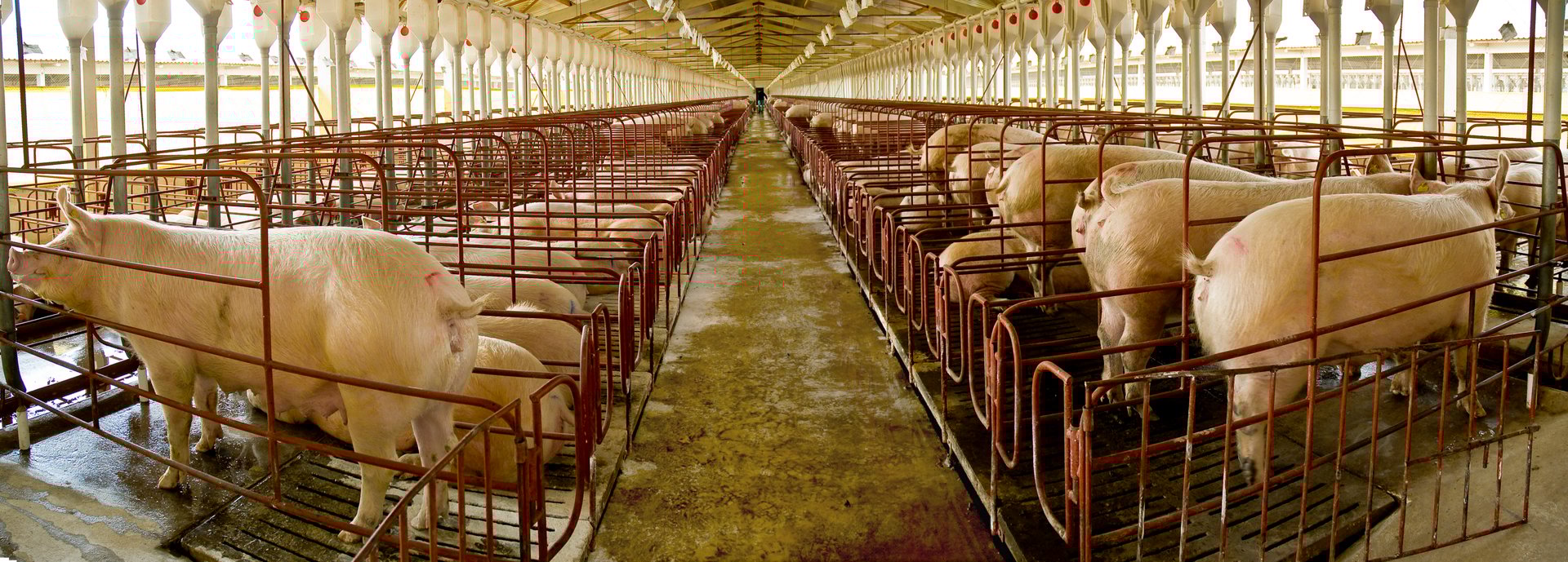 pig pig farm on the farm